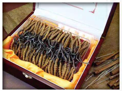 和平镇冬虫夏草回收